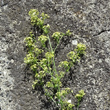 Stängel-/Stammfoto Galium x pomeranicum